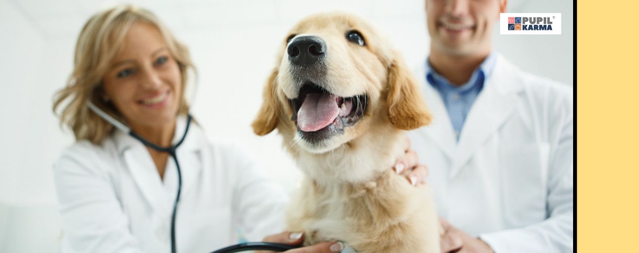 Chory pies potrzebuje szczególnej diety. Zdjęcie labradora w gabinecie weterynaryjnym. Pies badany jest przez kobietę, a trzymany przez mężczyznę. Po prawej kolorowy pas i logo pupilkarma. 